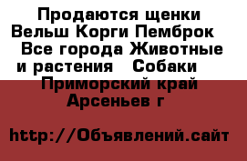 Продаются щенки Вельш Корги Пемброк  - Все города Животные и растения » Собаки   . Приморский край,Арсеньев г.